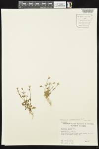 Houstonia pusilla image