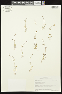 Houstonia pusilla image