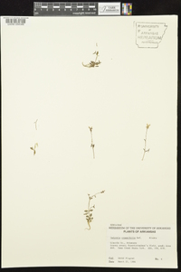 Houstonia pusilla image