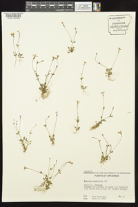 Houstonia pusilla image