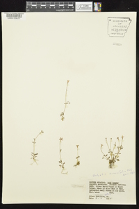 Houstonia pusilla image