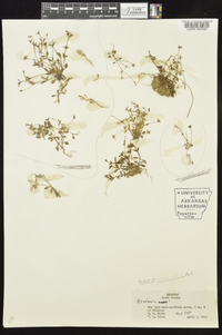 Houstonia pusilla image