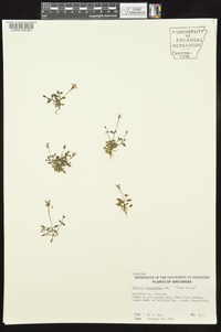 Houstonia pusilla image