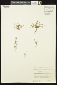 Houstonia pusilla image