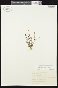 Houstonia pusilla image