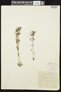 Houstonia longifolia image