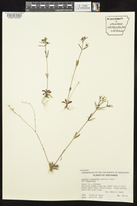 Houstonia longifolia image