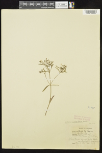 Houstonia longifolia image