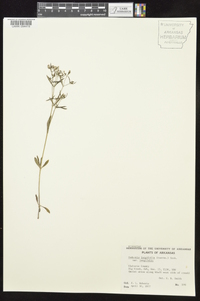 Houstonia longifolia image