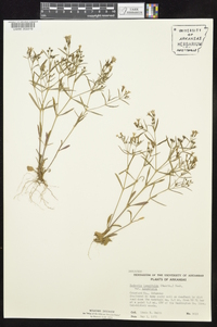 Houstonia longifolia image