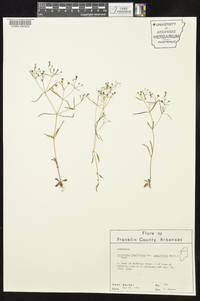 Houstonia longifolia image