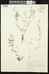 Houstonia longifolia image