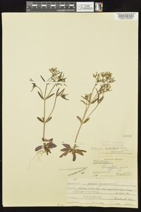 Houstonia longifolia image