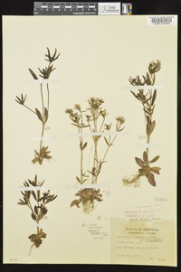 Houstonia longifolia image