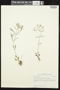 Houstonia longifolia image