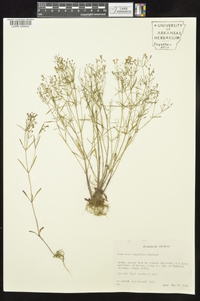 Houstonia longifolia image