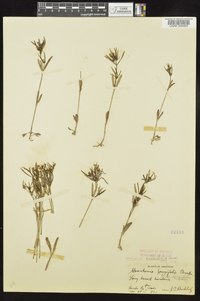 Hedyotis longifolia image