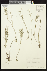 Houstonia longifolia image