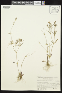 Houstonia longifolia image