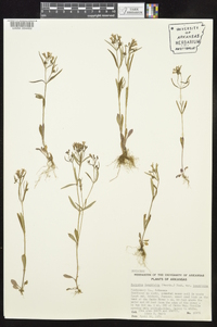 Houstonia longifolia image