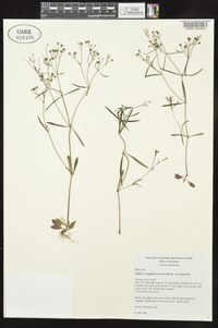 Houstonia longifolia image