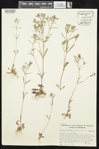 Houstonia longifolia image