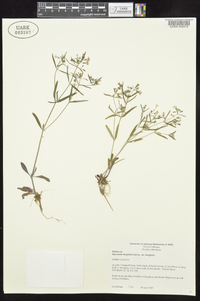 Houstonia longifolia image