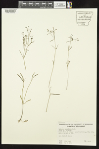 Houstonia longifolia image