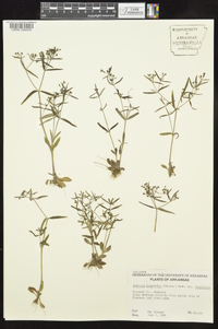 Houstonia longifolia image