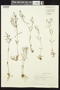 Houstonia longifolia image