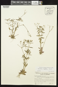 Houstonia longifolia image