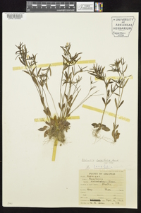 Hedyotis longifolia image