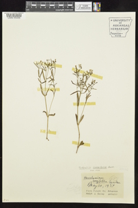 Houstonia longifolia image