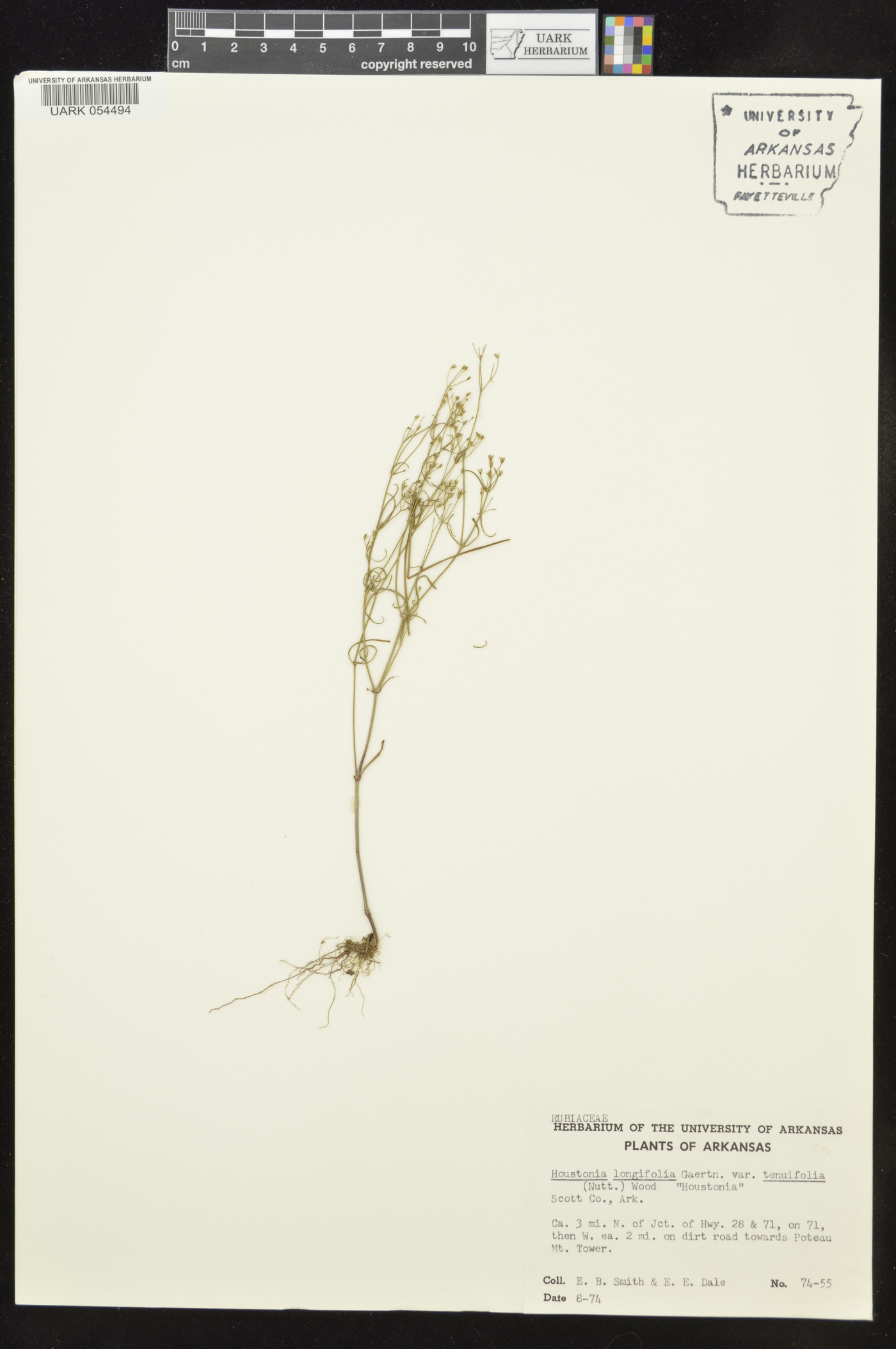 Houstonia longifolia var. tenuifolia image