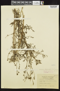 Stenaria nigricans image