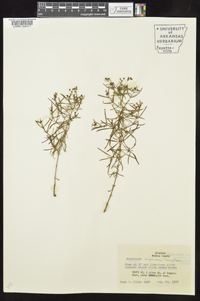 Stenaria nigricans image