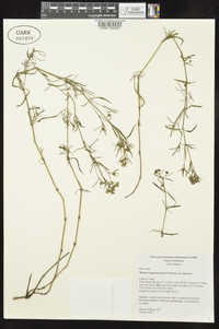 Stenaria nigricans image