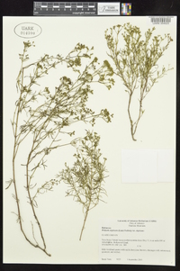 Stenaria nigricans image