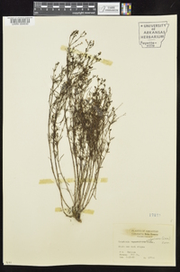 Stenaria nigricans image