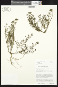 Stenaria nigricans image