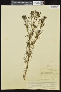 Stenaria nigricans image