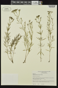 Stenaria nigricans image