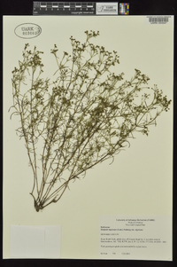 Stenaria nigricans image