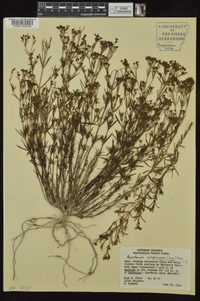 Stenaria nigricans image