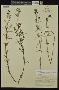 Stenaria nigricans image