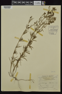 Stenaria nigricans image