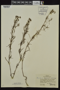 Stenaria nigricans image