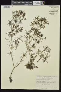 Stenaria nigricans image