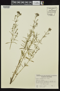 Stenaria nigricans var. nigricans image