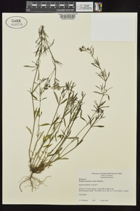 Stenaria nigricans image